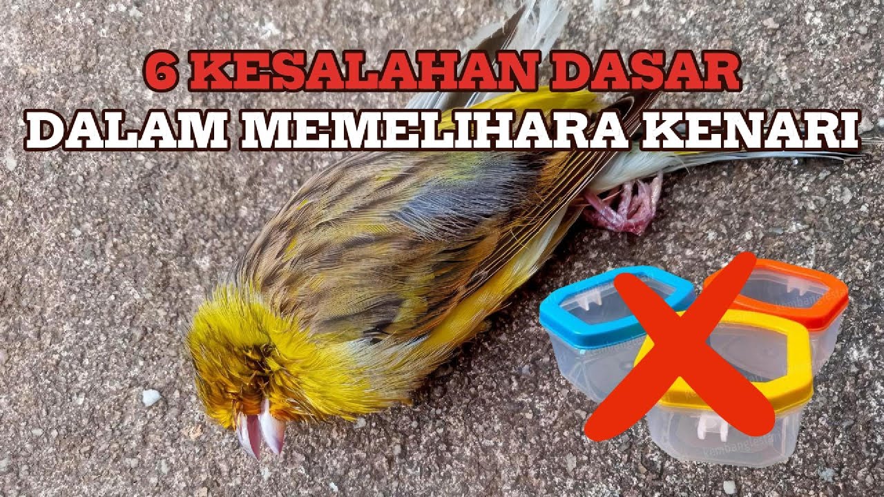 6 Kesalahan Dasar Dalam Memelihara Kenari 