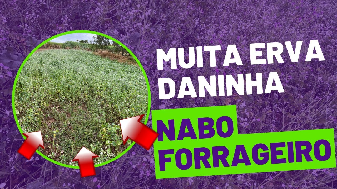 Nabo Forrageiro no controle de ervas daninhas