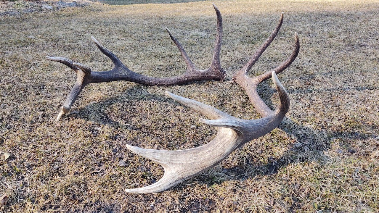 Zhody 2022 - TOP pára zhodov 14 torák 6.8kg zrzuty 2022 ogromna para zrzutów agancs palchi di cervo