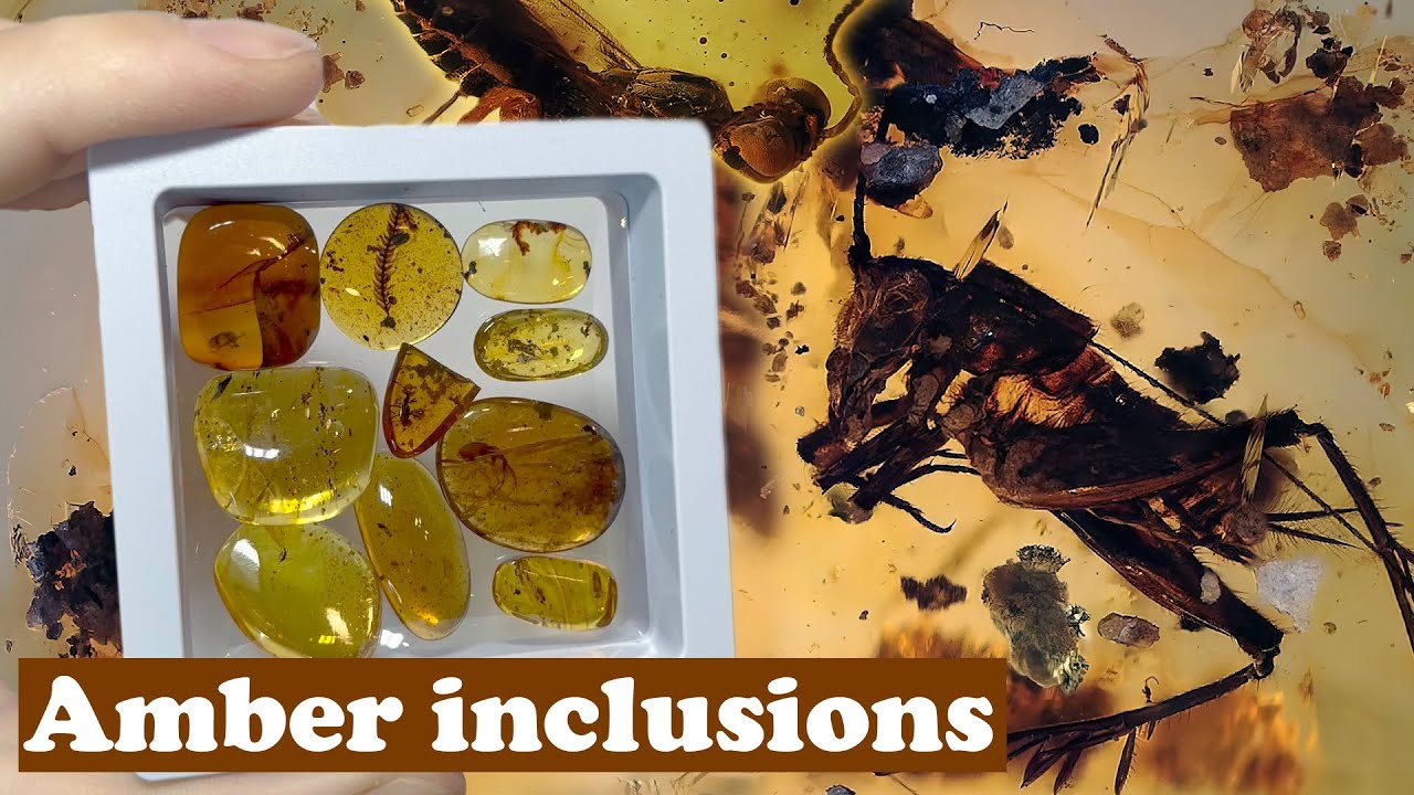 Extinct insects under microscope