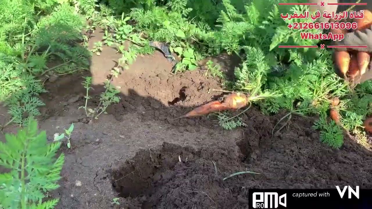 زراعة الجزر في المغرب