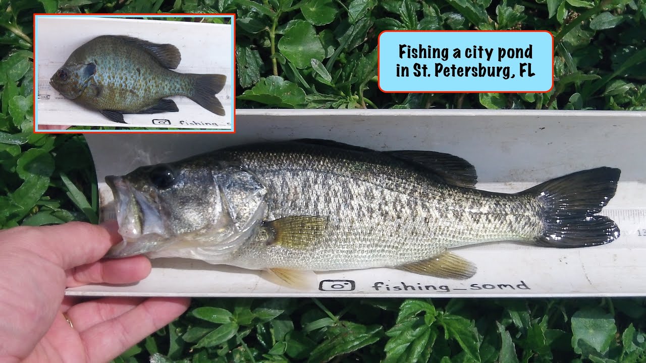 FSMD: Fishing a cIty pond in St  Petersburg, FL (March 17 & 18, 2020)