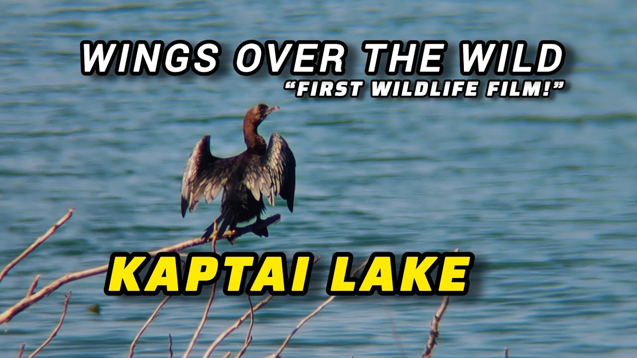 Kaptai Lake: My First Wildlife cinematic Documentary Journey
