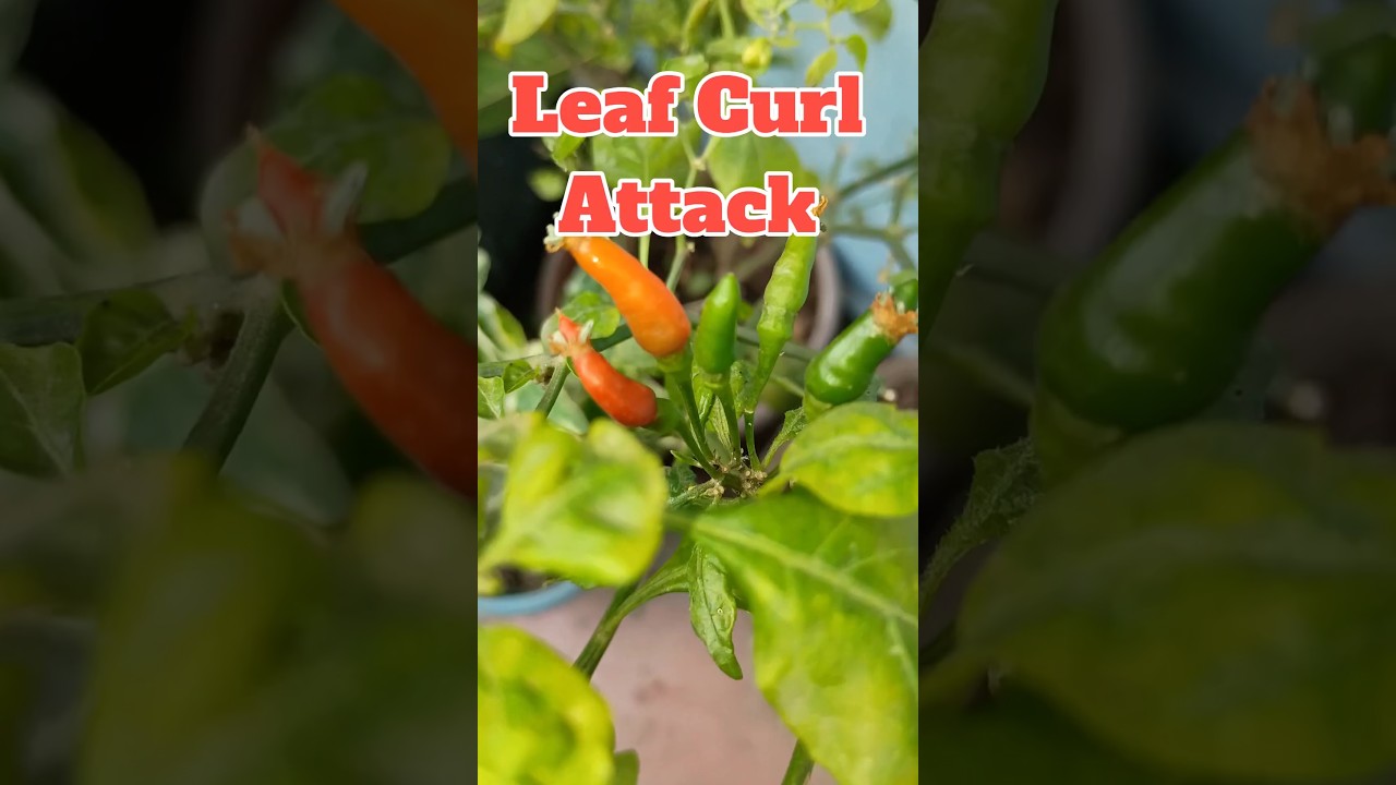 Home remedy for leaf curl attack on Chilli Plants | Marodiya disease 