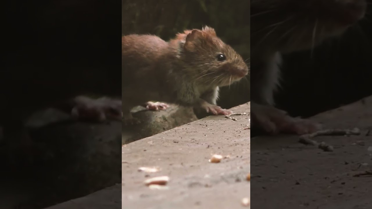 Mouse – The Small and Resourceful Rodent