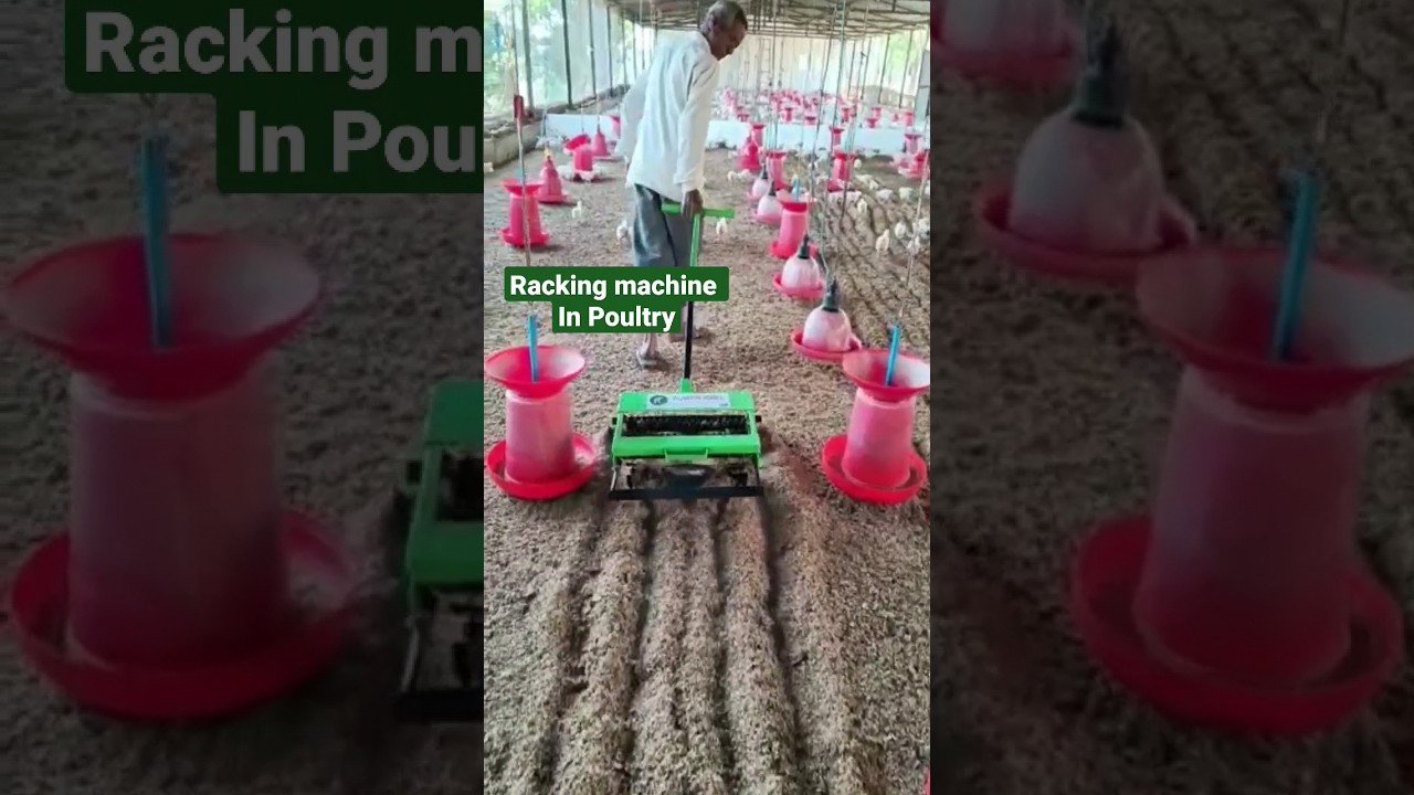 Racking machine#Poultry#Ec Poultry farm#Broiler