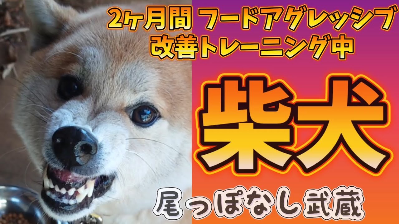 【柴犬】唸る・噛む…フードアグレッシブを改善 武蔵と向き合ったトレーニングの２ヶ月間