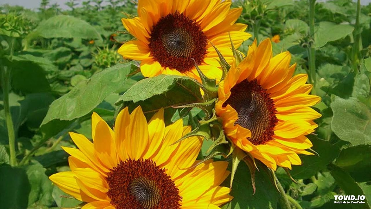 Damien youth - Traveling