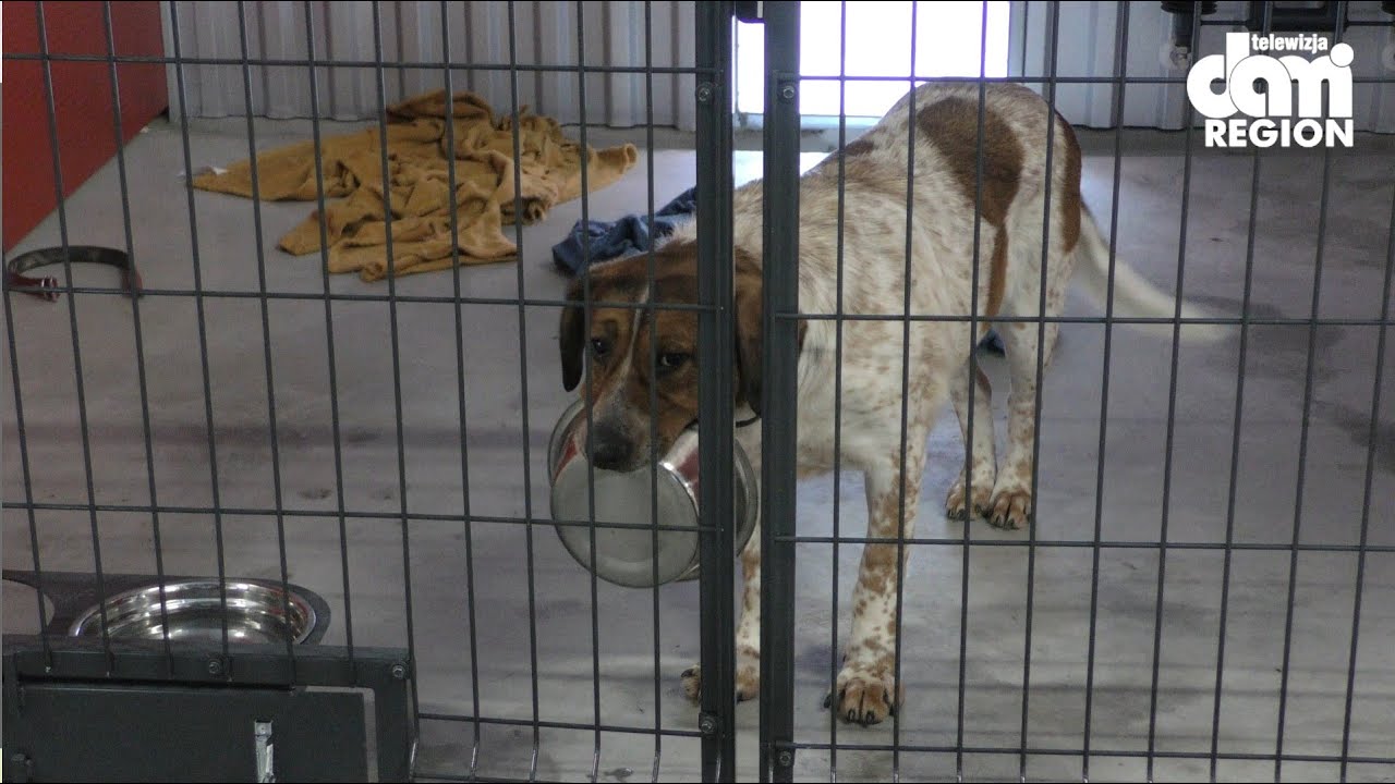 Wałbrzyskie schronisko zaprasza do adopcji