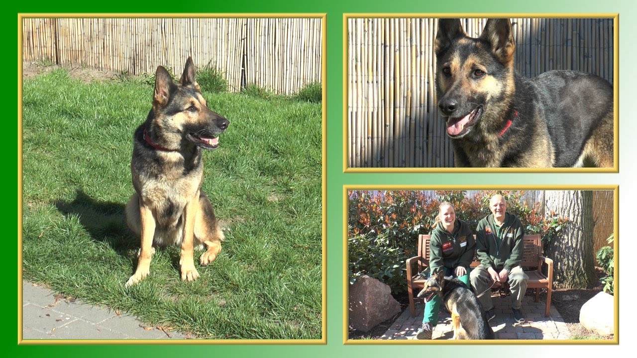 Hundevermittlung - April/Mai 2015 (Tierheim Hannover TV)