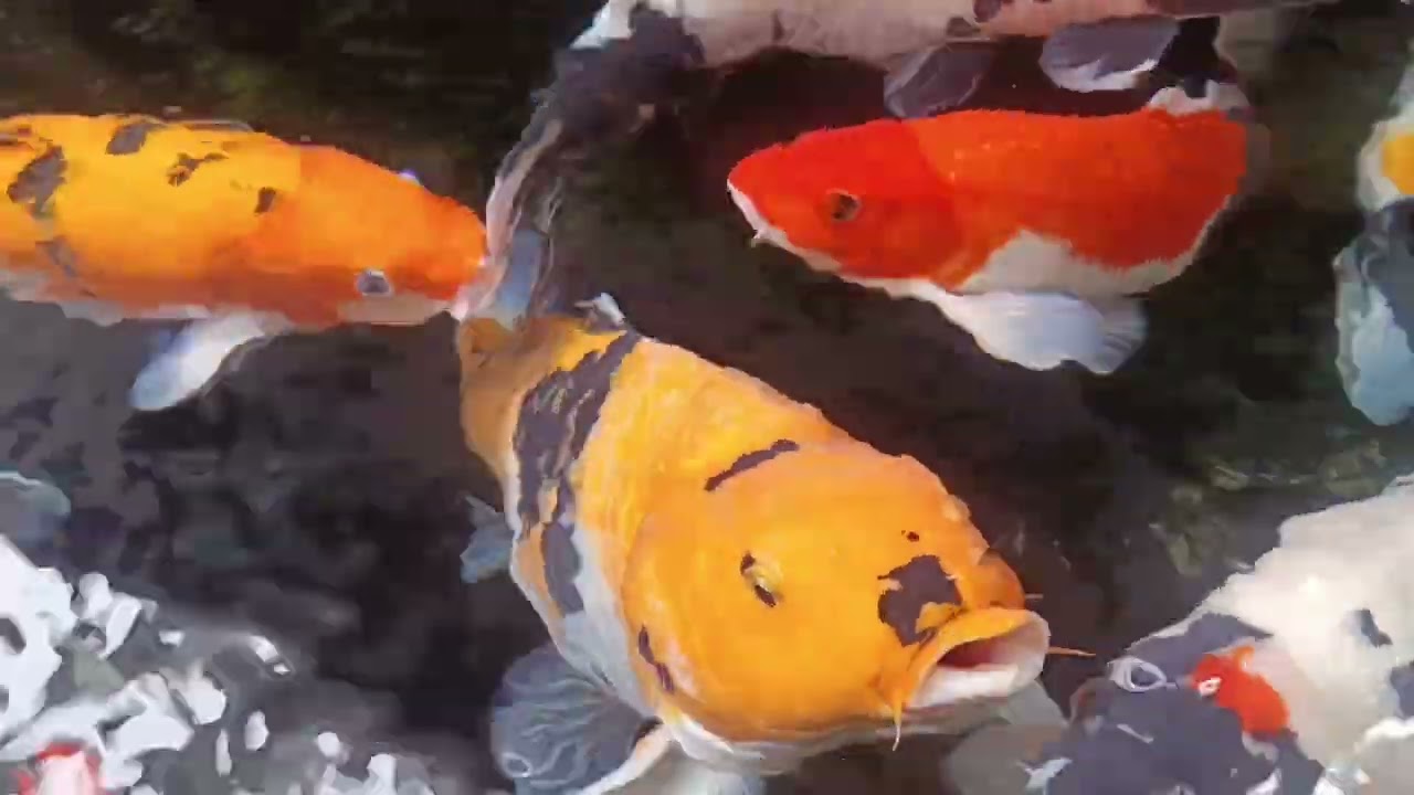 Ikan gemesin 🔥