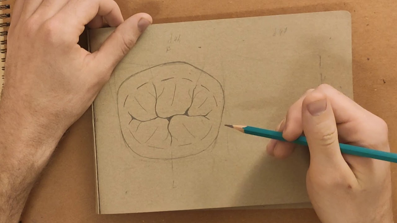 Drawing basic anatomy for Mandibular molars tutorial