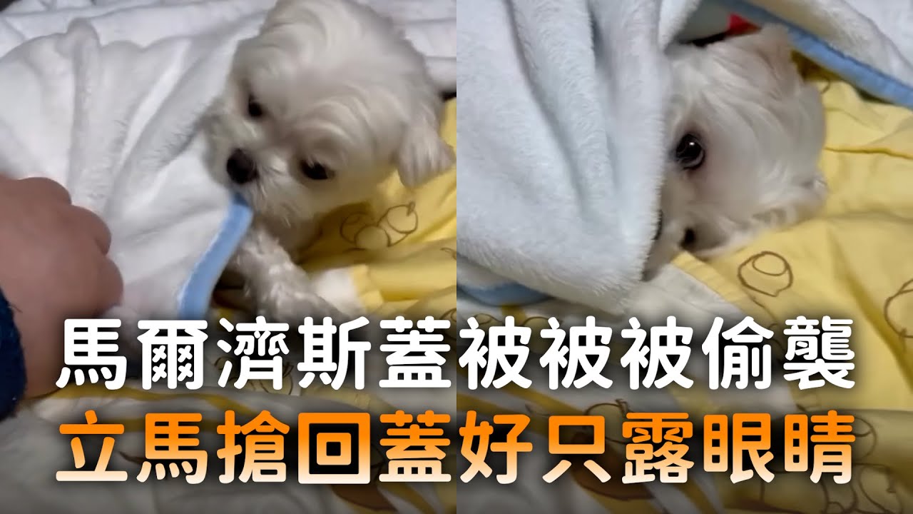 馬爾濟斯蓋被被被偷襲　立馬搶回蓋好只露眼睛