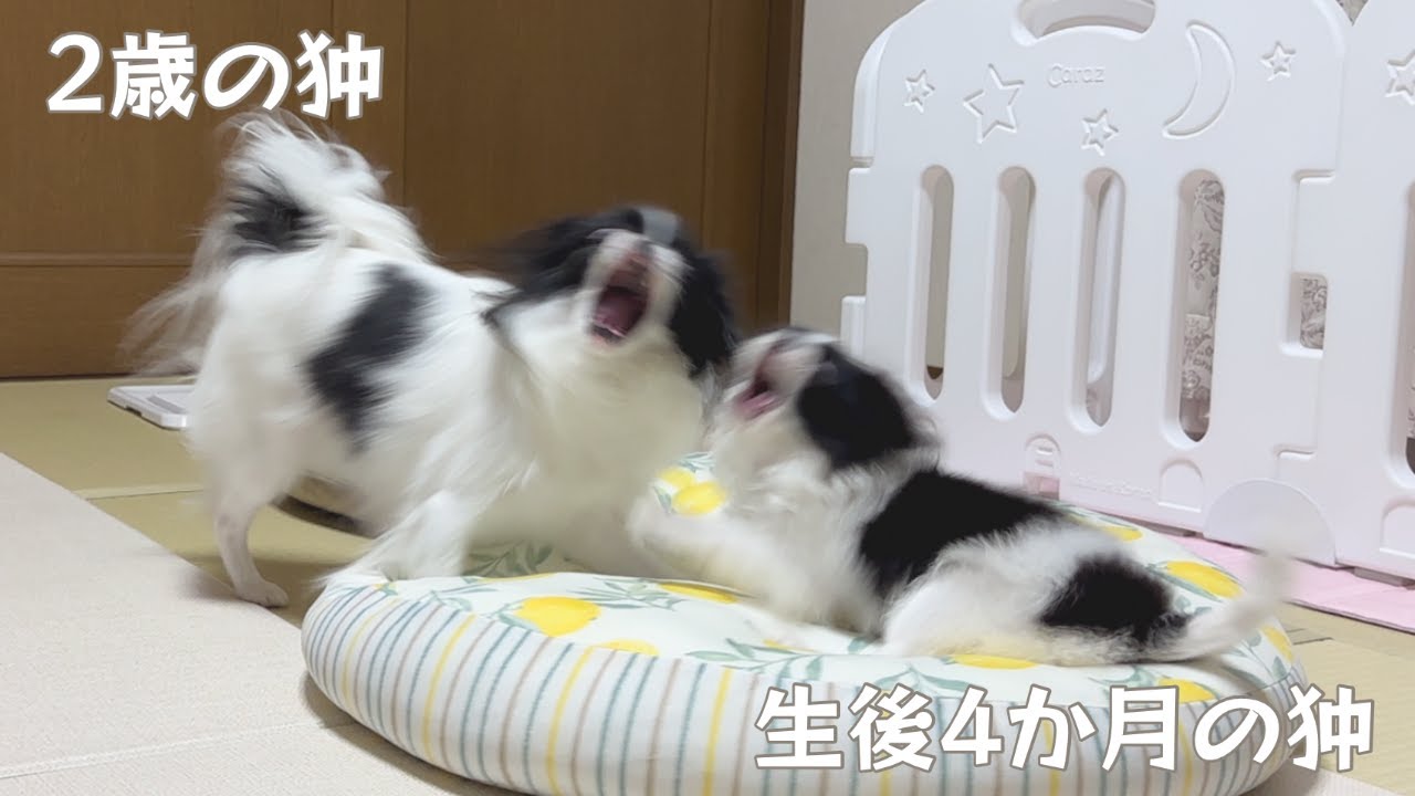 生後４か月の狆と２歳の狆を遊ばせるとこうなる【狆の子犬】