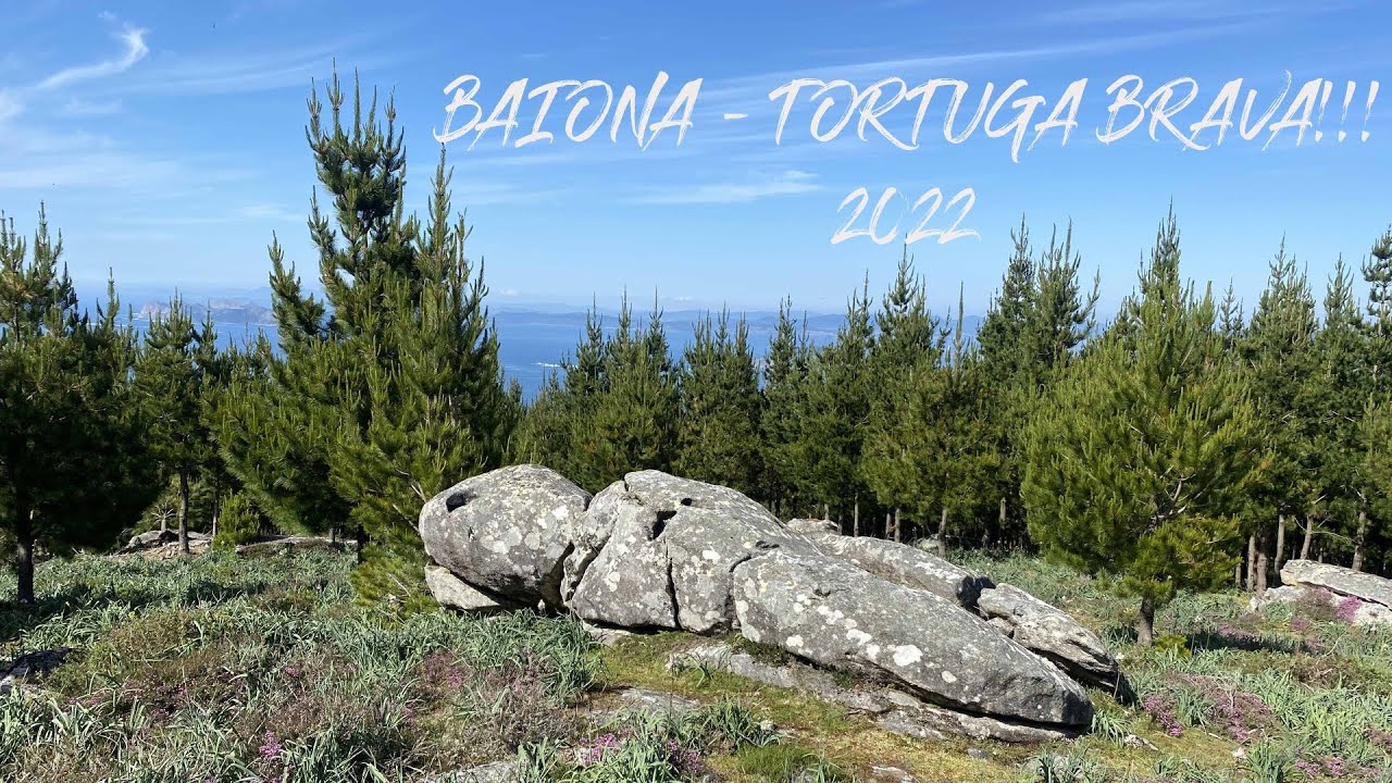 BAIONA - TORTUGA BRAVA 2022