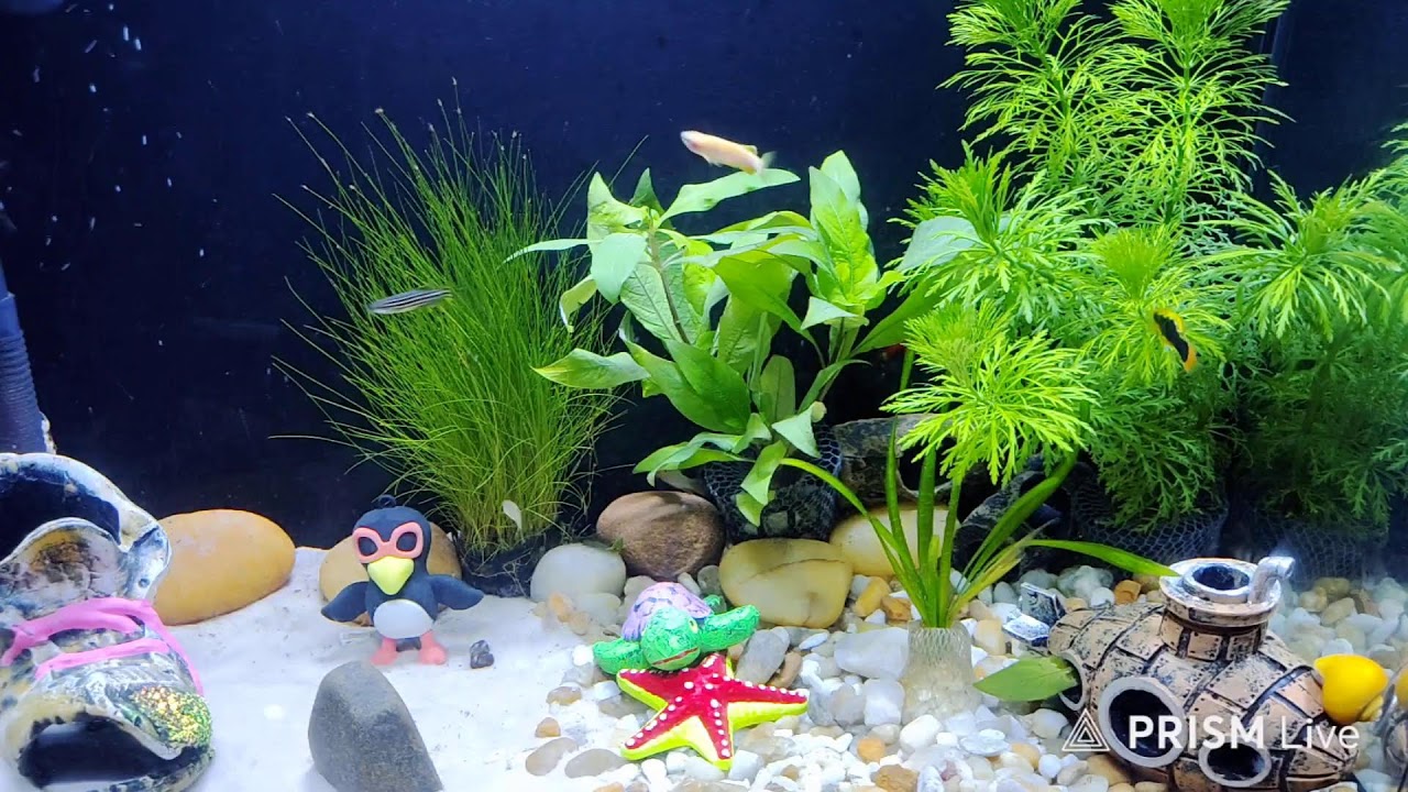 Aquário Zenn está ao vivo!