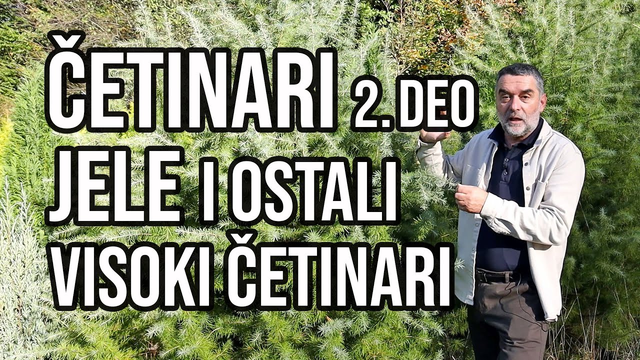 Četinari II deo - visoki četinari