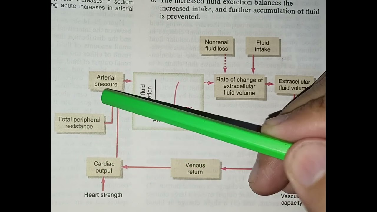 Pressure Natriuresis and diuresis regulation of body fluid volume and Arterial pressure 
