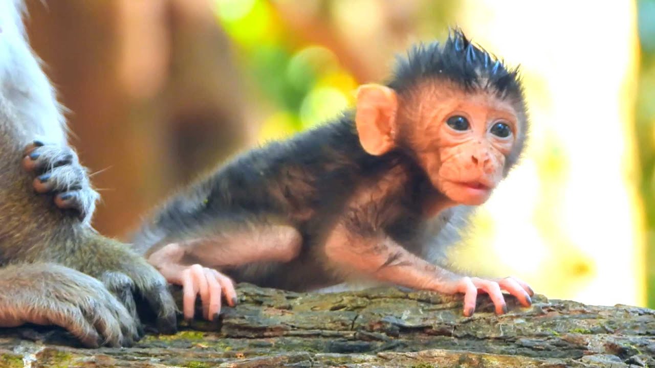 Nice Primate Monkey, Amaya Successfully Teaches Her Baby to Walk
