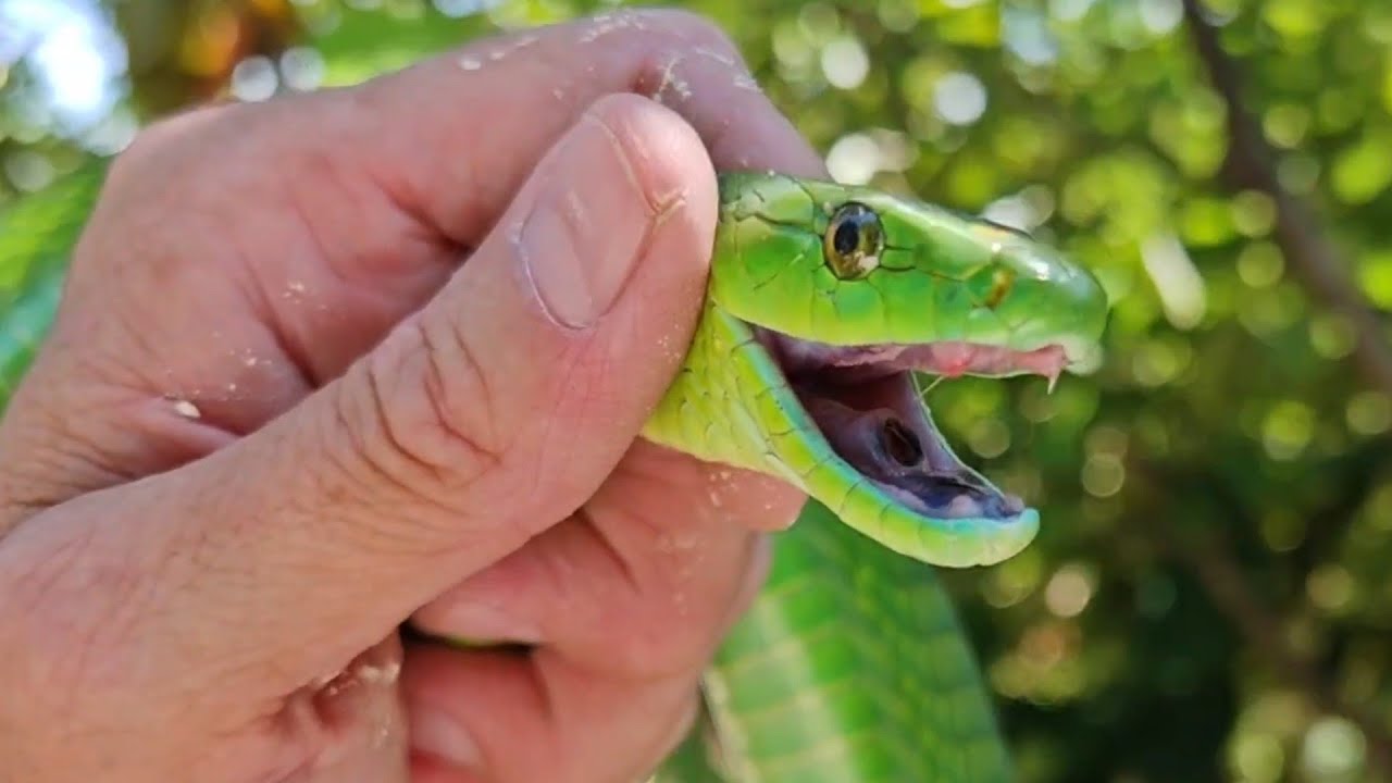 This GREEN MAMBA was as illusive as the Epstein Files !