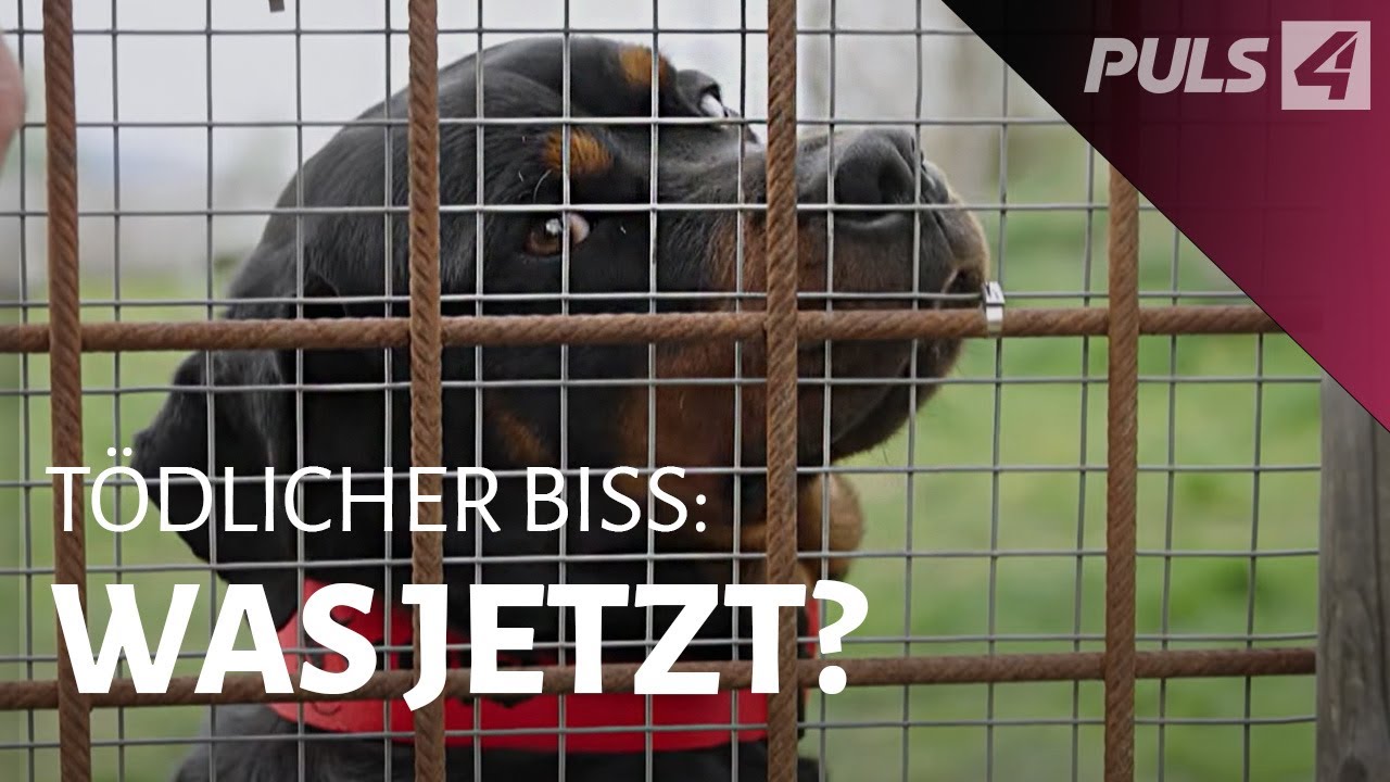 Teufelshunde oder Opfer? – Was passiert mit bissigen Hunden | PULS 4 Doku
