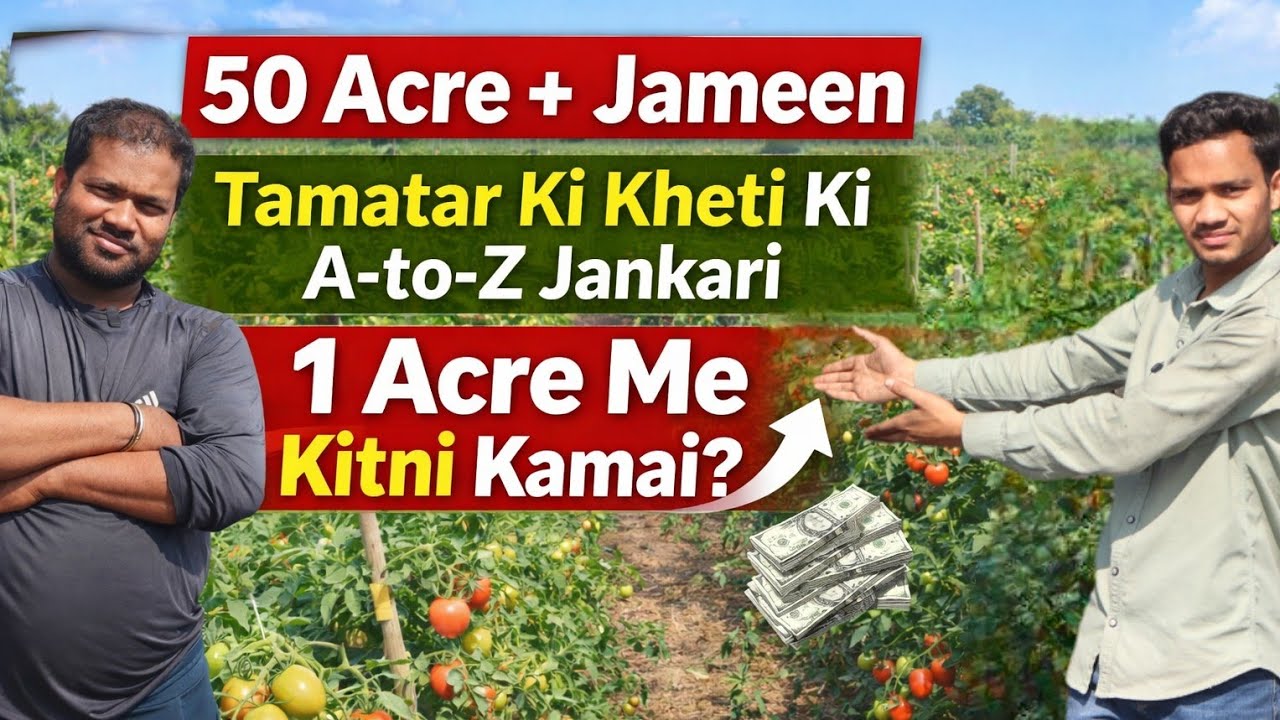 50+ एकड़  जमीन । टमाटर की खेती  से 1 एकड़ में कितनी कमाई 📈🍅 