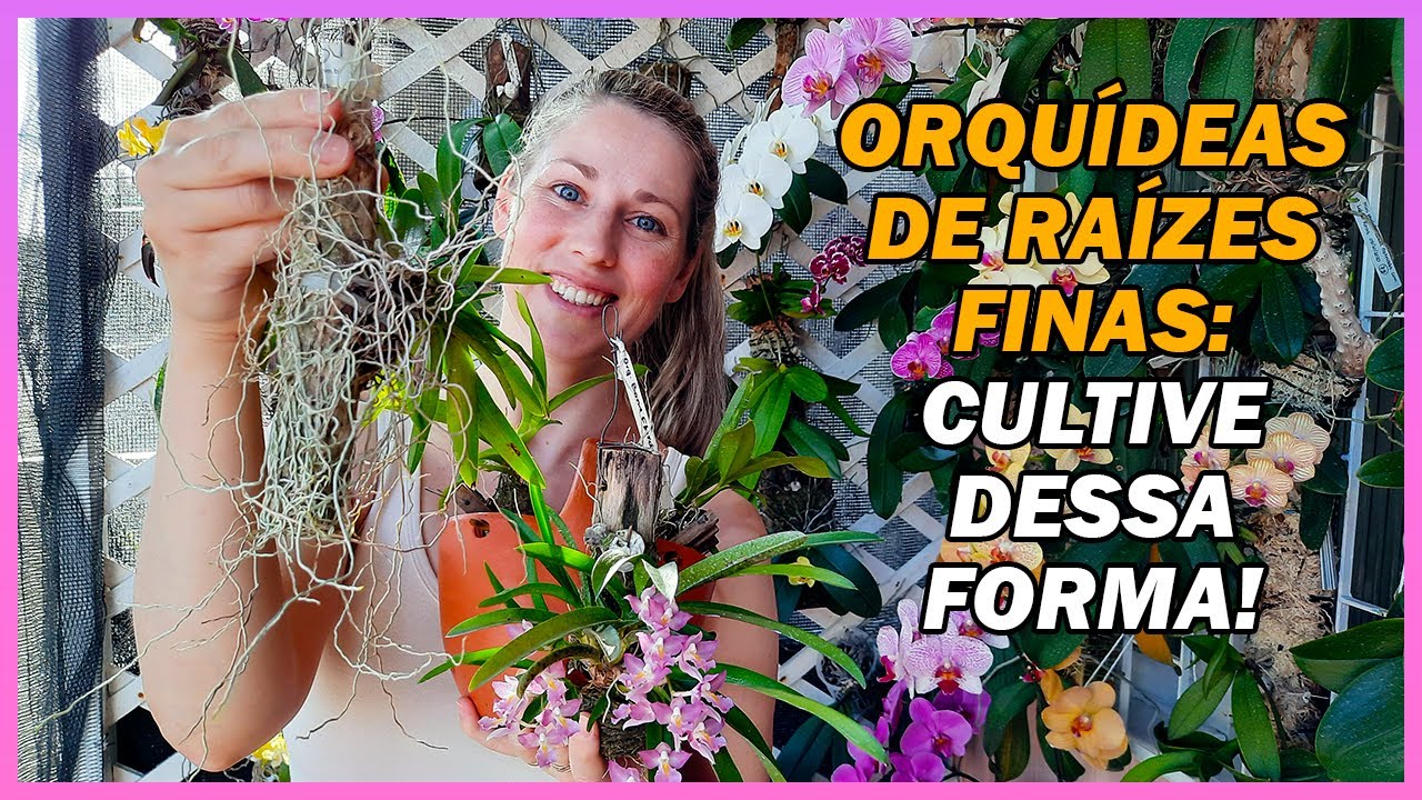 Como e onde cultivar Orquídeas de raízes finas