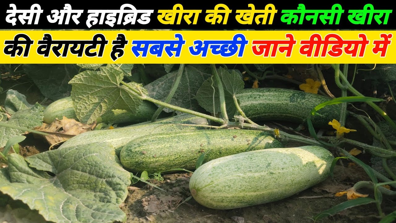 Cucumber Farming: वैज्ञानिक तरीके से खीरा की खेती कैसे करें? | Khira ki kheti kaise kare video 2025
