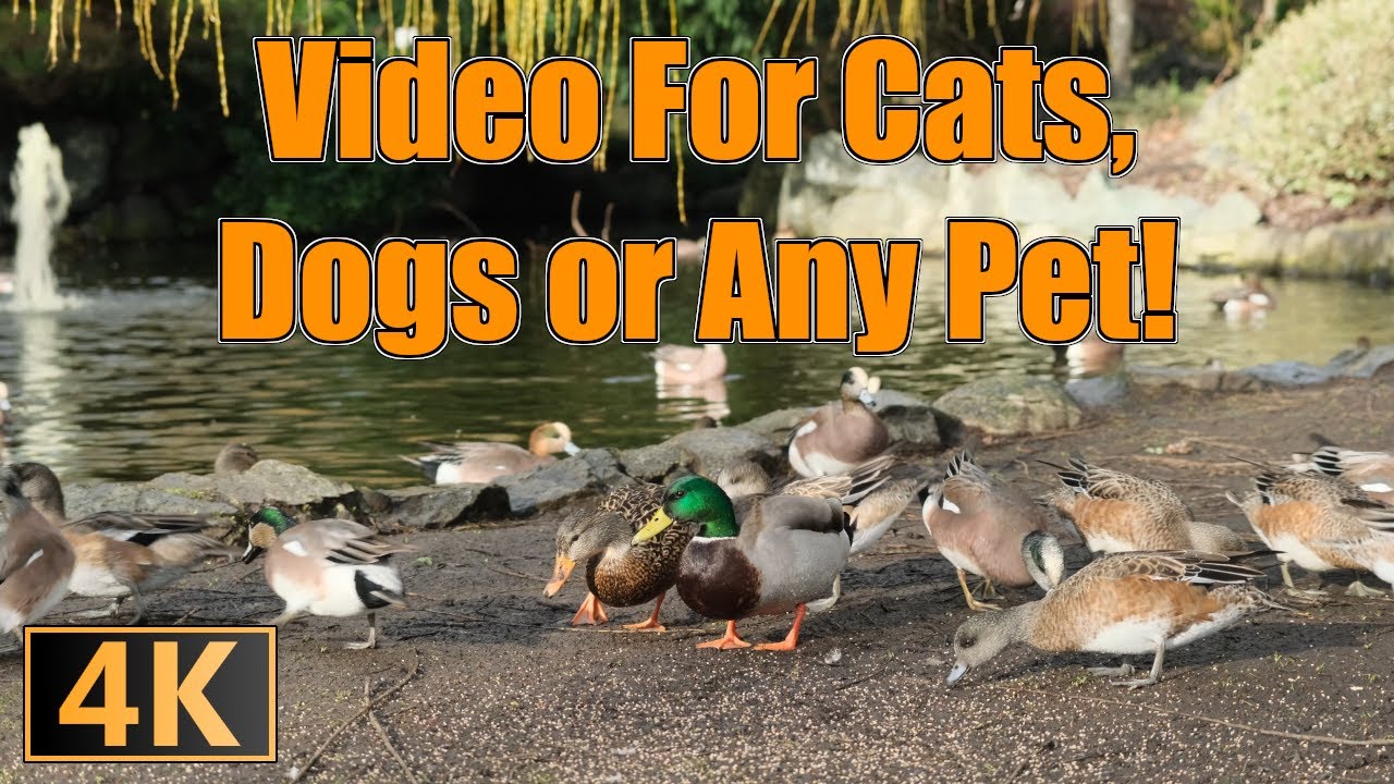 Duck Feeding Frenzy for Your Cat, Dog or Any Pet Entertainment!