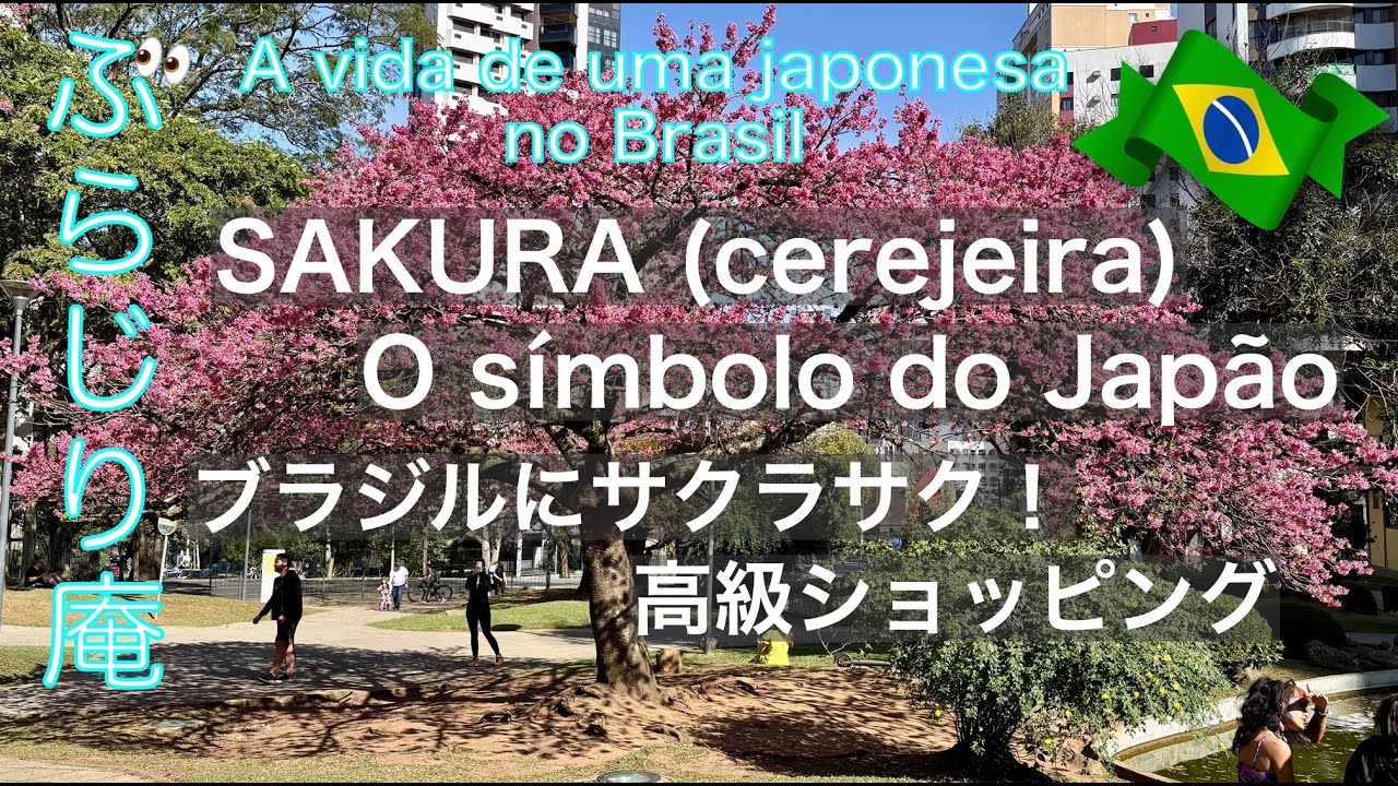 【ブラジル在住26年の休日】サクラサク！／からの高級ショッピング／【Uma Japonesa no Brasil】SAKURA, o símbolo do Japão／Shopping luxo