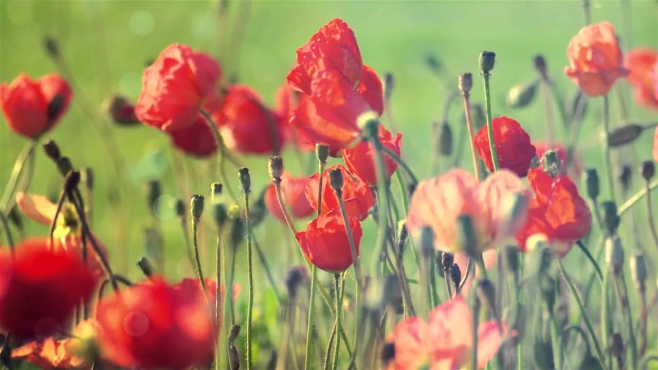 Dwupunkt - wyciszenie umysłu - relaksacja po pracy - stan bez myśli - ćwiczenia oddechowe