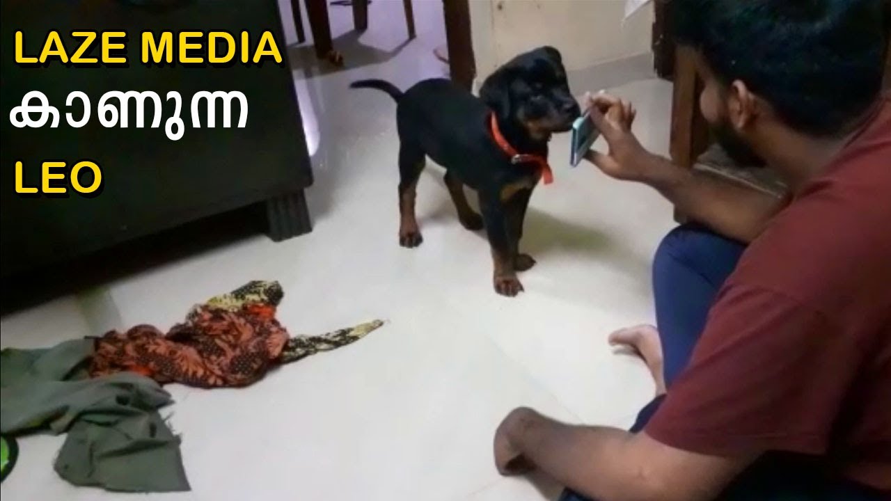 LEO മൊബൈലില്‍ LAZE media കാണുന്നേ🥰🥰🥰