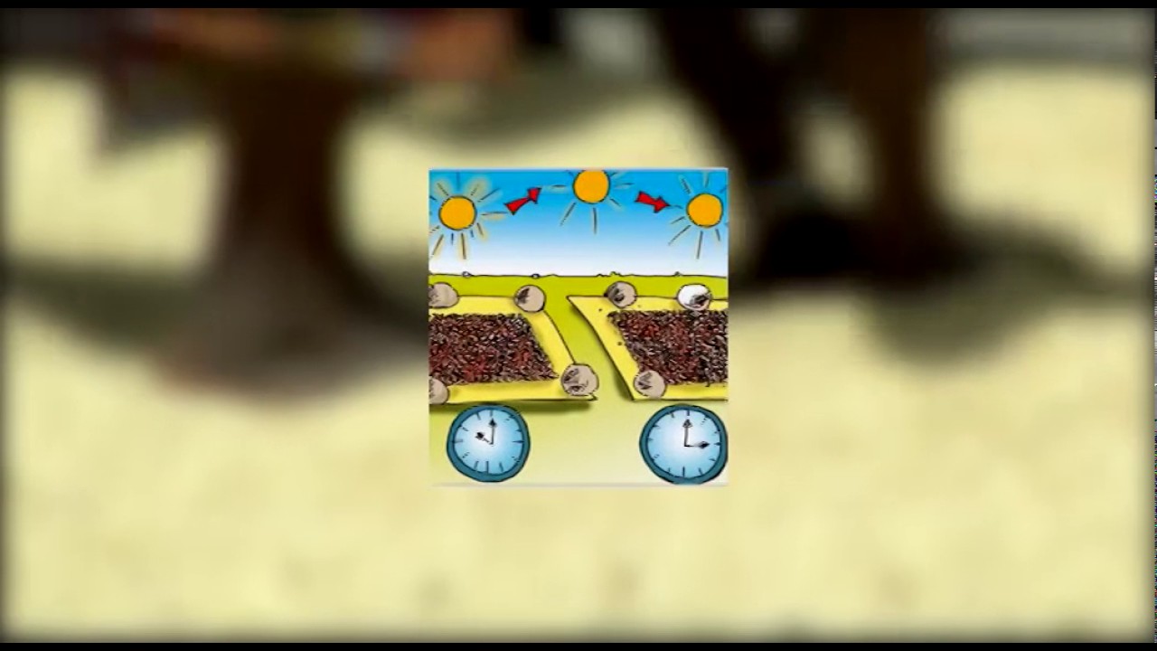 N° 2  Bien égrener, trier et sécher le maïs - Projet Post Récolte - 2016