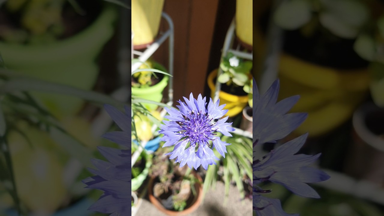 Let's grow Cornflower 😍 winter flowers #gardening #naturetherapy