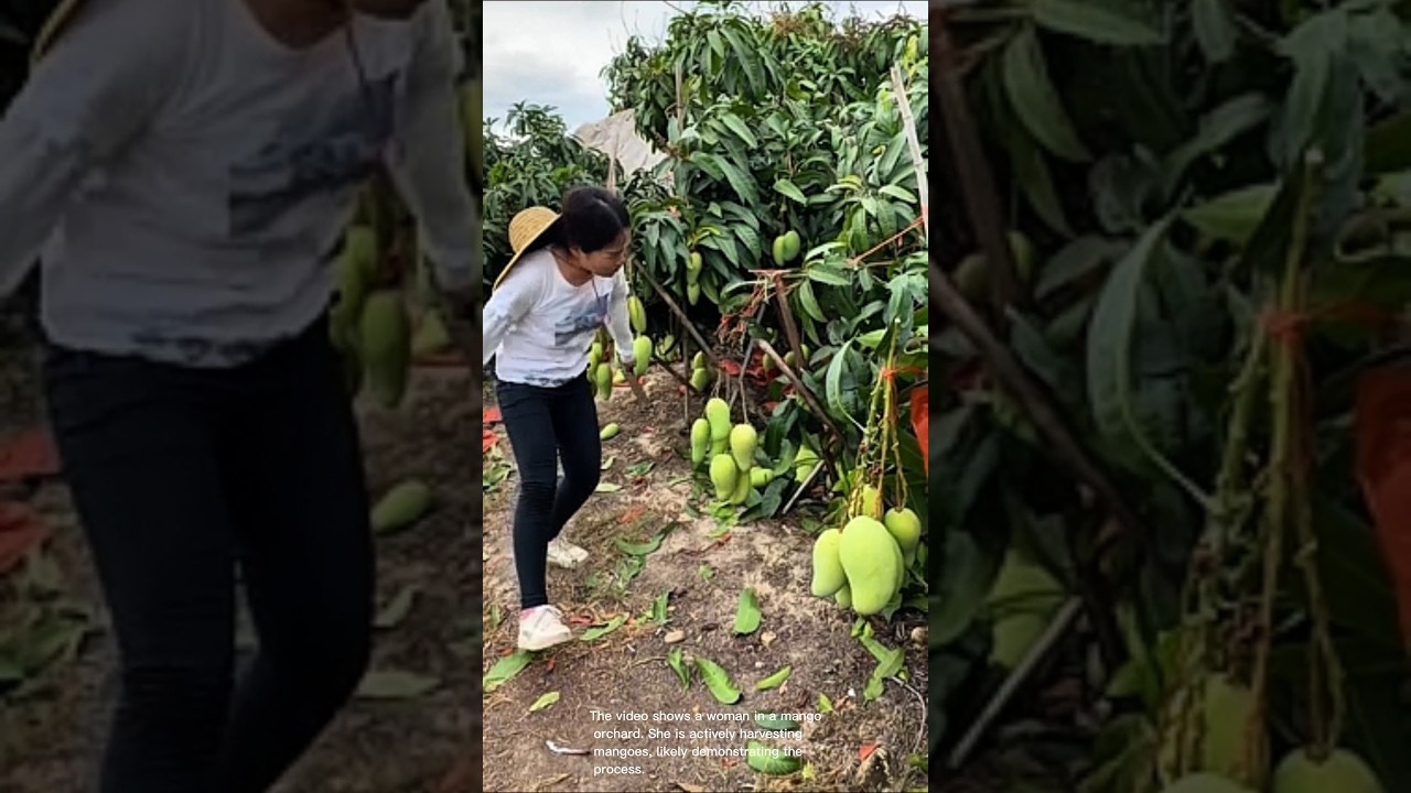 Harvesting fresh mangoes in the orchard
