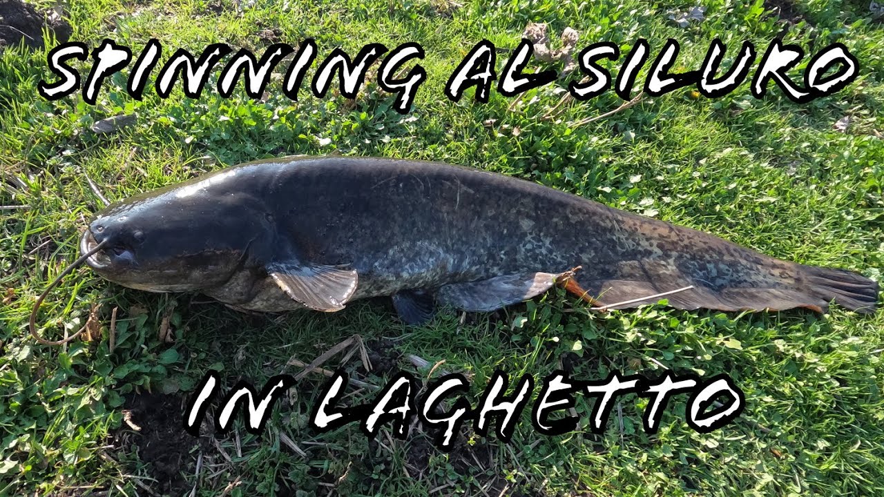 Pesco in un LAGHETTO PIENO di SILURI!! - Spinning - SPINNING AND CARP