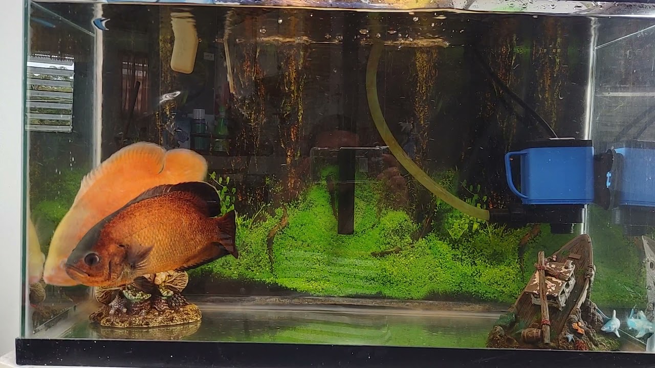 pez oscar 2 a&ntilde;os