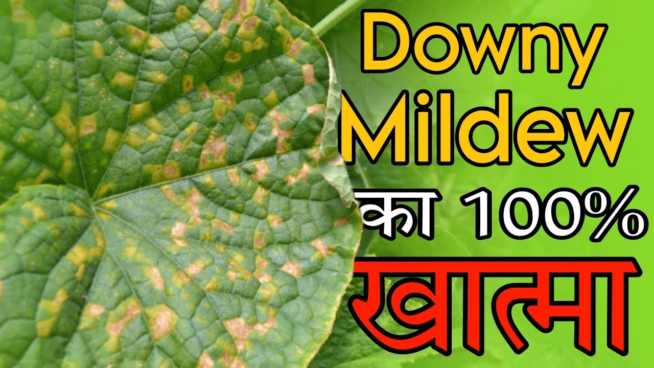 Downy mildew control | डाउनी मिल्ड्यू का 100% कंट्रोल |best fungicide to control downy mildew