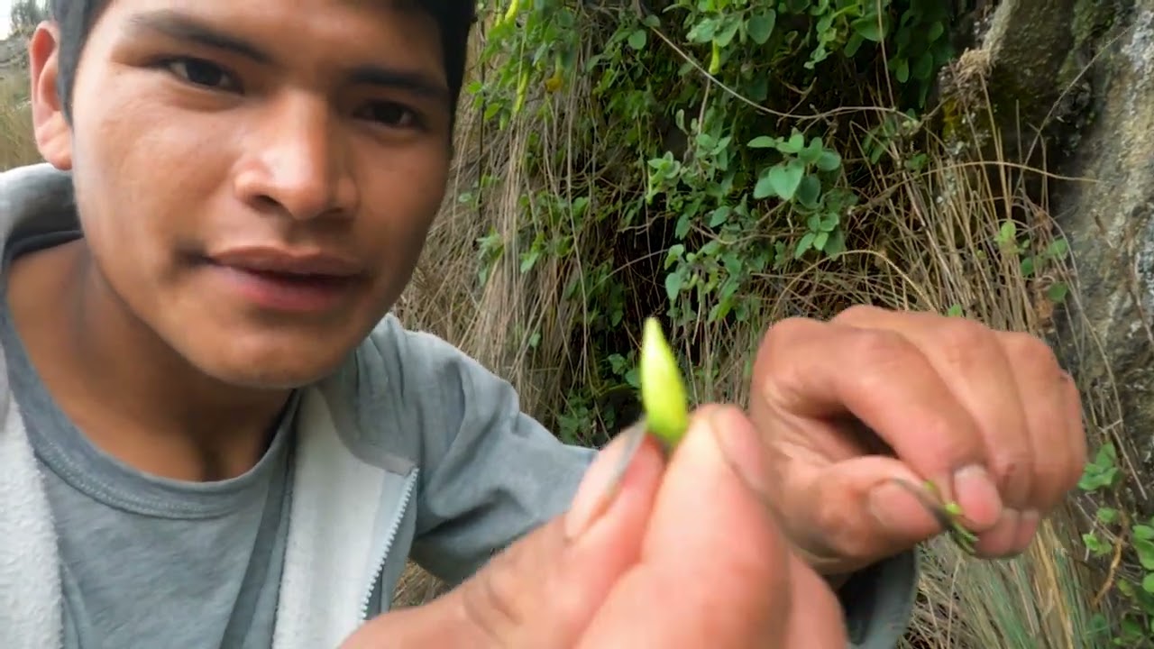 recogiendo algunas hierbas medicinales que existen en mi pueblo.