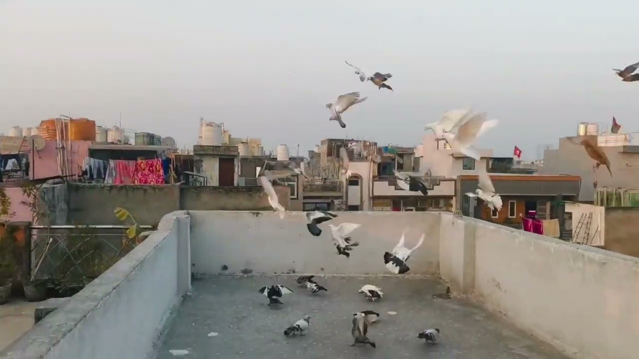  🕊️🕊️आज का शिकार shaadi ka 🕊️@PanjabiHarsh635 #trainingvideo #viralvideo #youtubevideo #pigeonlaver 