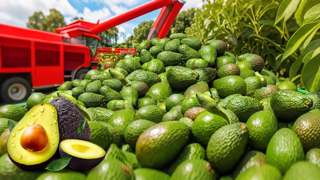 Inside a Guacamole Factory | From Avocado to Guacamole (Full Process)