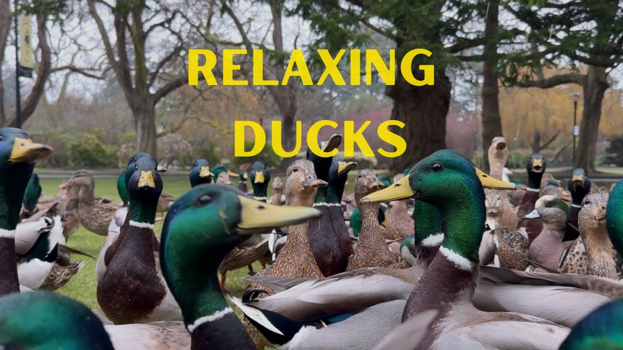 Relaxing Ducks Feeding & Quacking on a Foggy Day 🦆🌫️ | Calm Background TV for Dogs & Animal Lovers