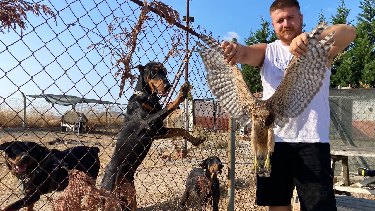 KÖPEKLER KIZIL ŞAHİN YAKALAMIŞ! 
