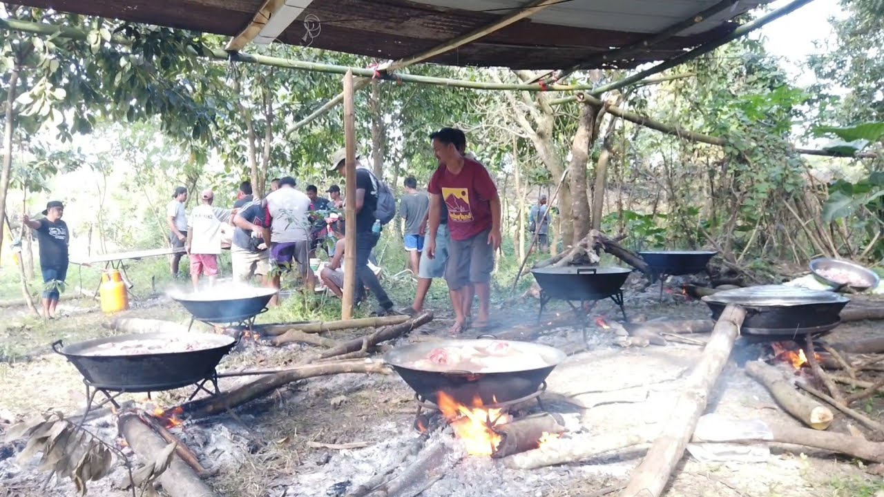 12 pigs for the TRADITIONAL WEDDING/baysanan sa probinsya