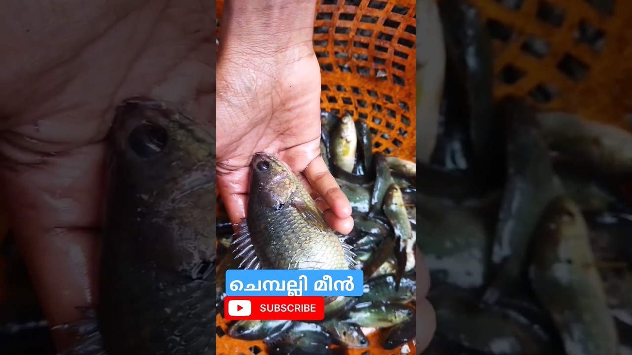ചെമ്പല്ലി മീൻ #youtubeshorts #youtuber #chembali fish #kerala