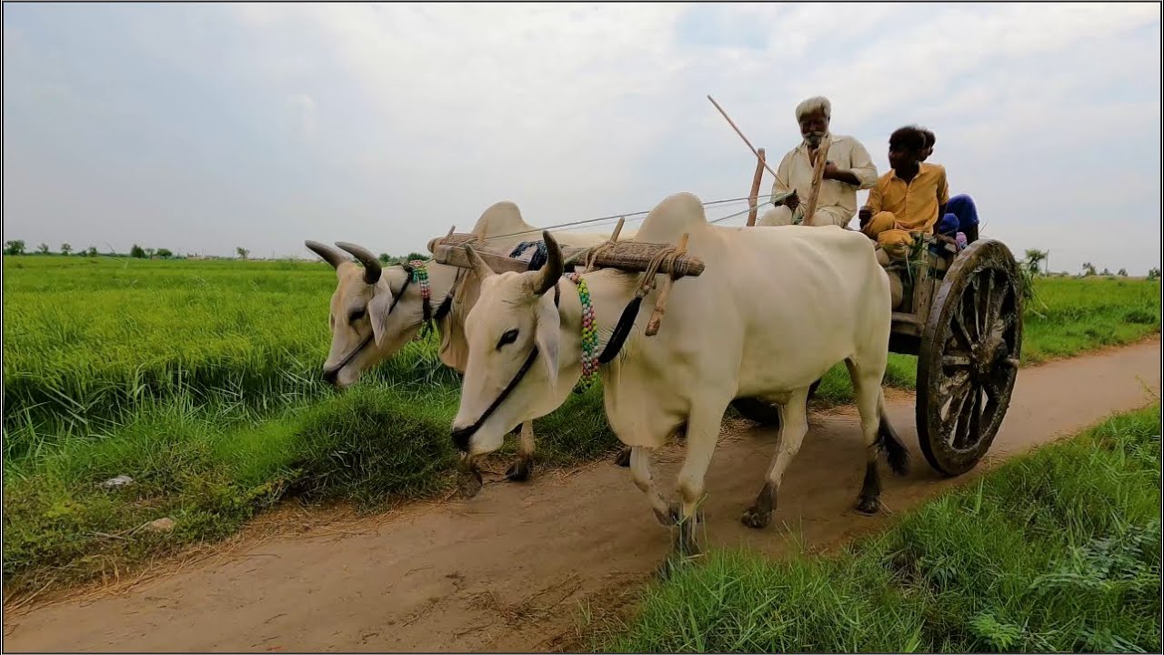 Village Life in Pakistan | Sindh Village Life | Rural Life in Pakistan