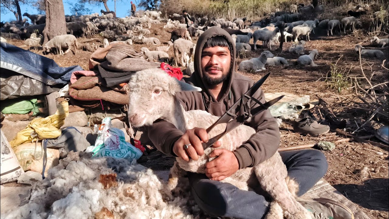 Shearing Sheep In The Jungle With A Blade | Bhayithu