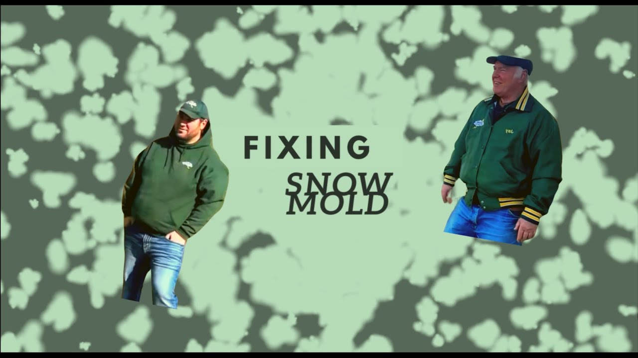 Snow Mold: How to Prevent It and How to Fix It