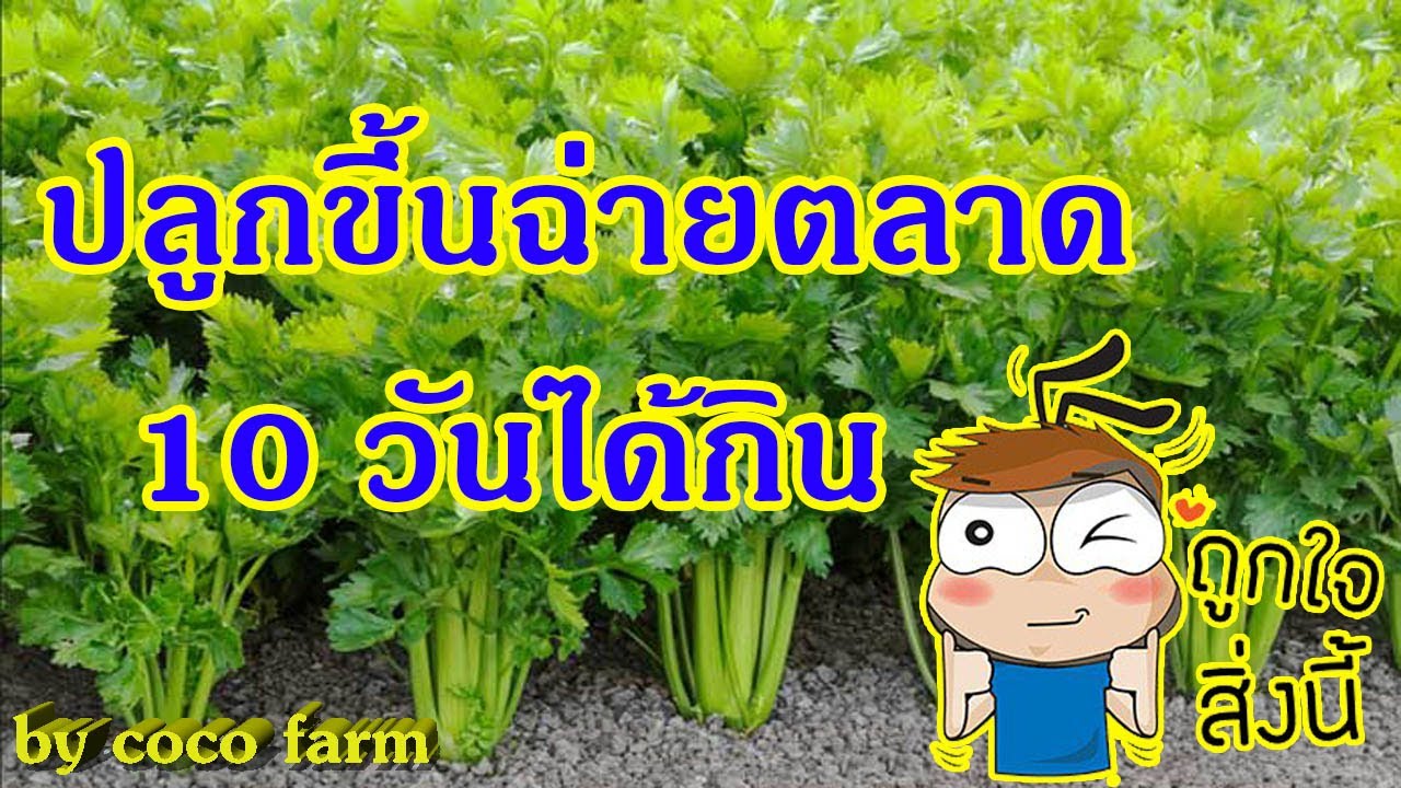 การปลูกขึ้นฉ่าย 5 บาทที่ซื้อจากตลาด 10 วันได้กินแน่นอน 