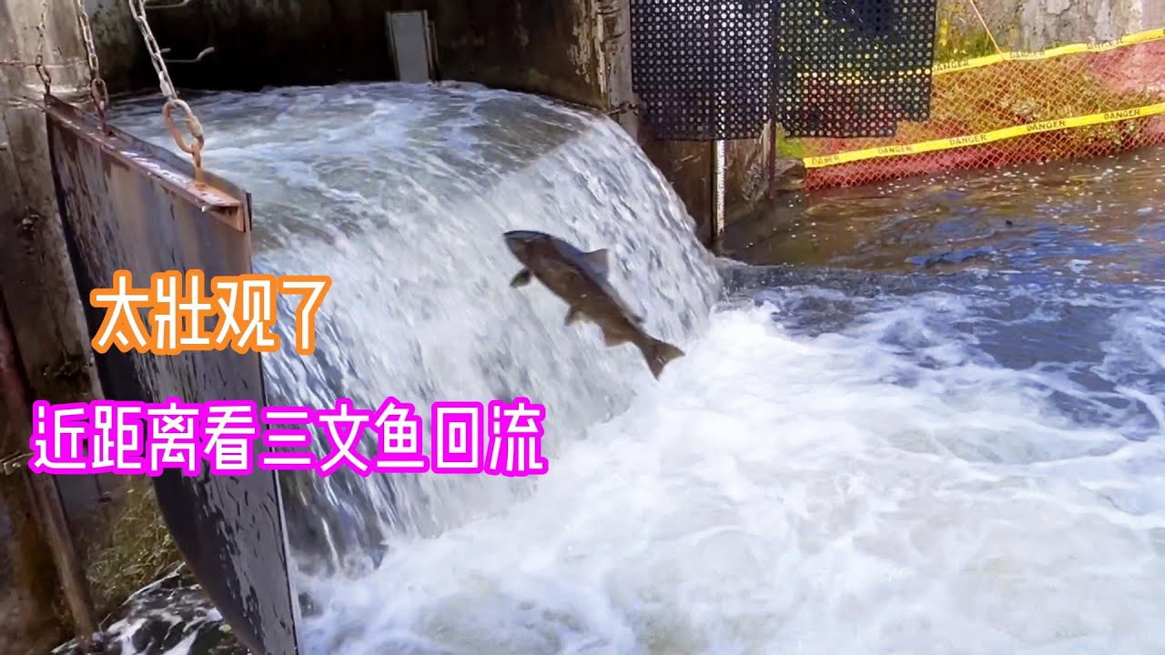 观看三文鱼回流  （Salmon  Run)（155）